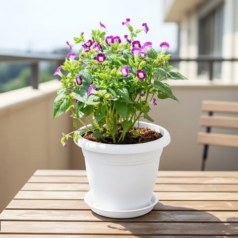 Wishbone / Torenia Pink in 7 Inch Classy White Plastic Pot with Tray