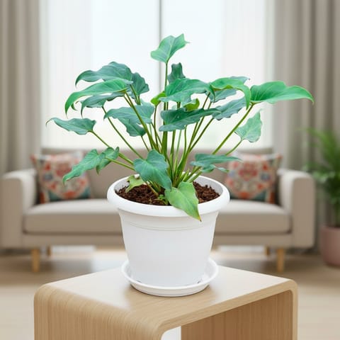 Xanadu Green in 7 Inch Classy White Plastic Pot with Tray