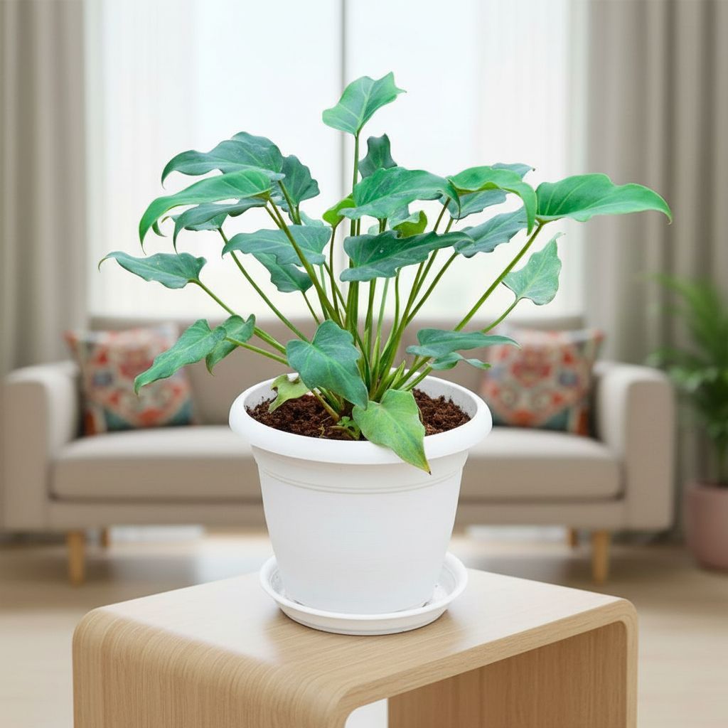 Xanadu Green in 7 Inch Classy White Plastic Pot with Tray