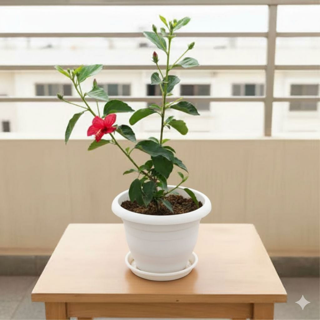 Hibiscus / Gudhal Desi (any colour)  in 8 Inch White Classy Plastic Pot with tray