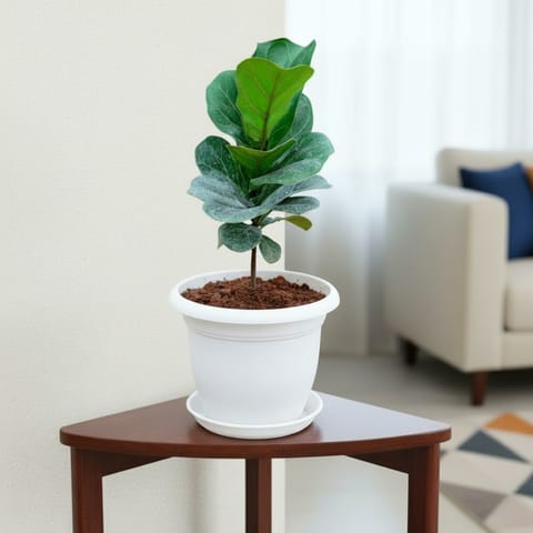 Fiddle Leaf Fig / Ficus Lyrata in 7 Inch Classy White Plastic Pot with Tray