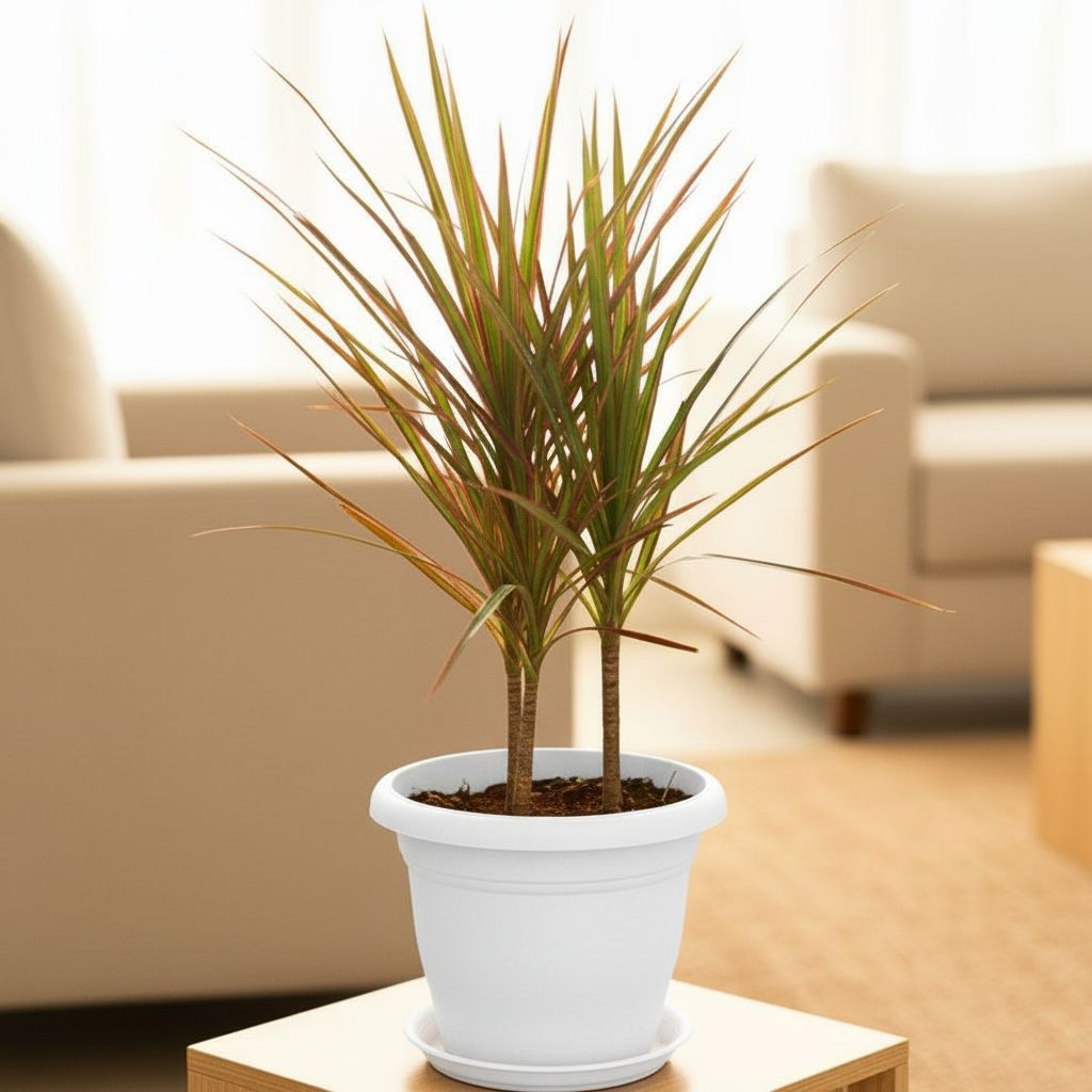 Dracaena Marginata / Colorama Red in 7 Inch Classy White Plastic Pot with Tray