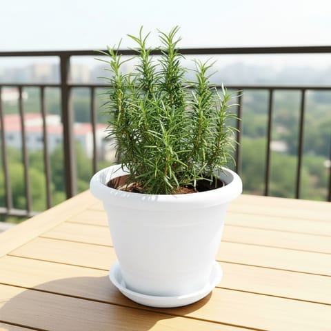 Rosemary  in 8 Inch White Classy Plastic Pot with tray