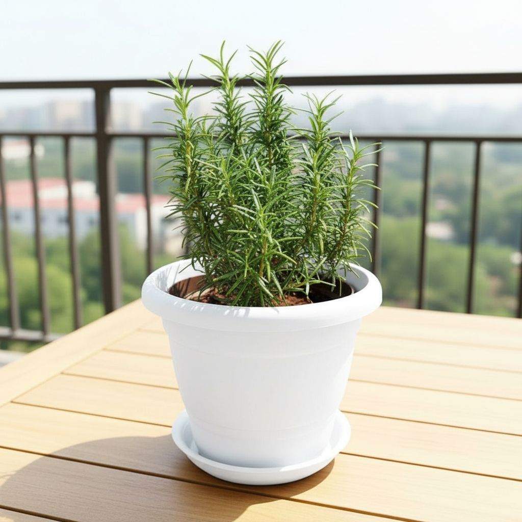 Rosemary in 8 Inch White Classy Plastic Pot with tray