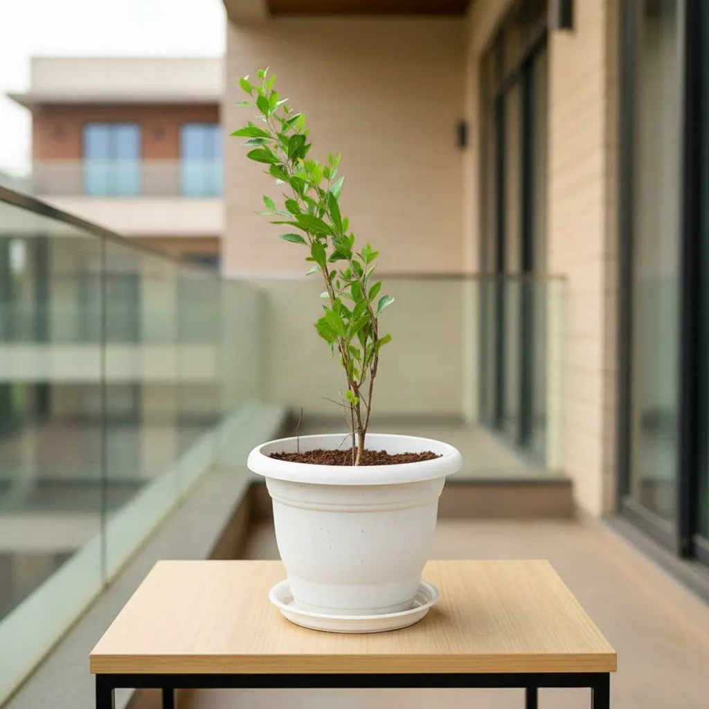 Mehndi / Henna Plant  in 8 Inch White Classy Plastic Pot with tray