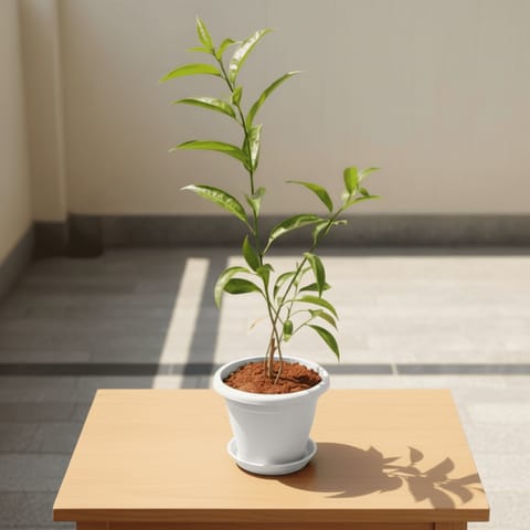 Raat Ki Rani / Night Blooming Jasmine in 7 Inch Classy White Plastic Pot with Tray