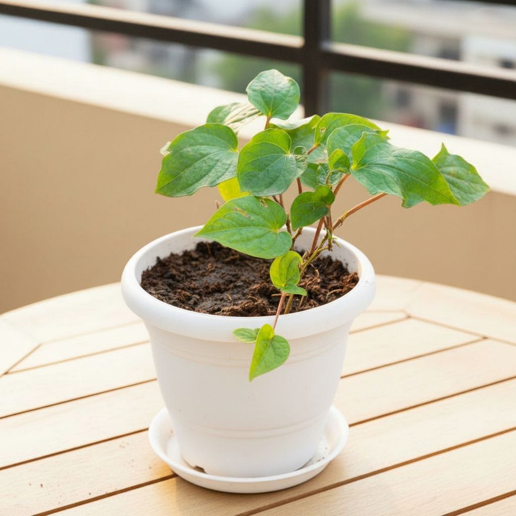 Paan / Betel Leaf  in 8 Inch White Classy Plastic Pot with tray