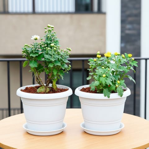 Set of 2 - Chrysanthemum (White & Yellow) in 7 Inch Classy White Plastic Pot with Tray