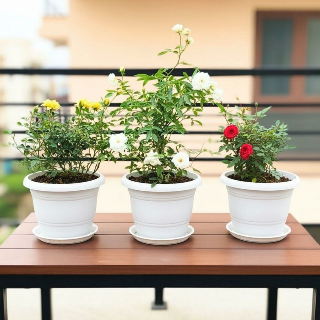 Set of 3 - Rose (Yellow, White & Red) in 8 Inch White Classy Plastic Pot with tray