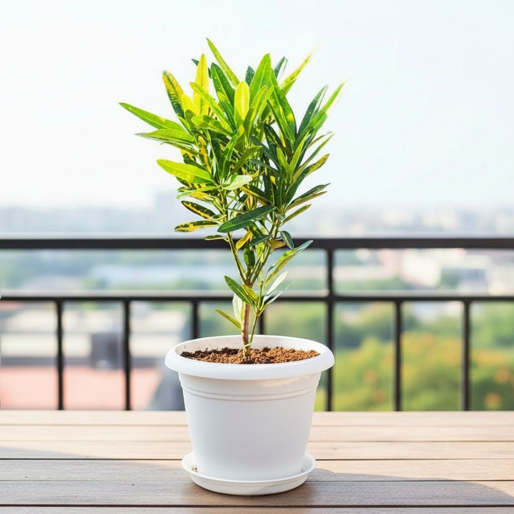 Croton Sunny Star in 8 Inch White Classy Plastic Pot with tray