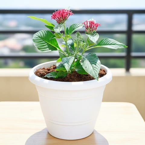 Pentas Red in 7 Inch Classy White Plastic Pot