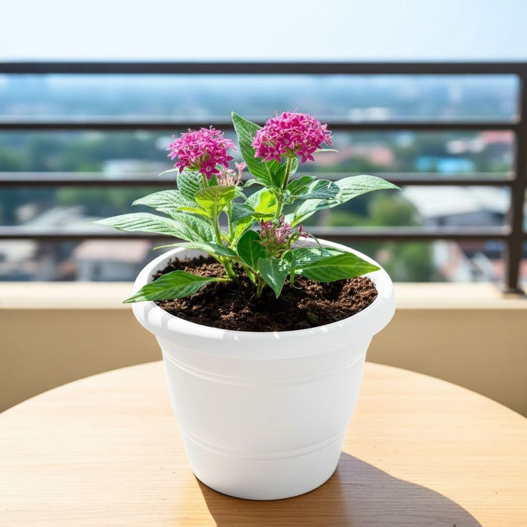 Pentas pink in 7 Inch Classy White Plastic Pot