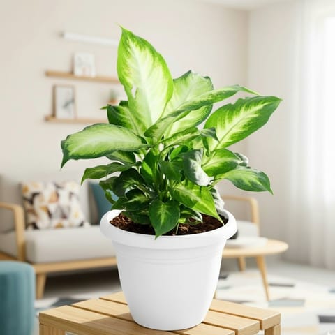 Dieffenbachia Snowfaze  in 8 Inch White Classy Plastic Pot