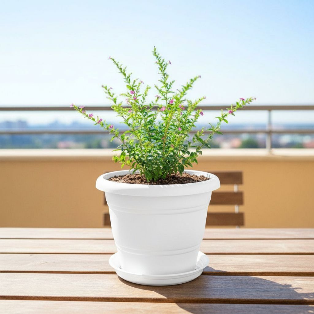 Cuphea / False Heather (any colour)  in 8 Inch White Classy Plastic Pot with tray