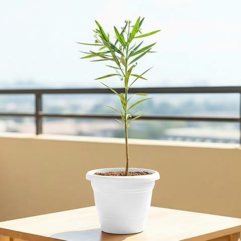 Kaner / Oleander White (~ 2 Ft)  in 8 Inch White Classy Plastic Pot