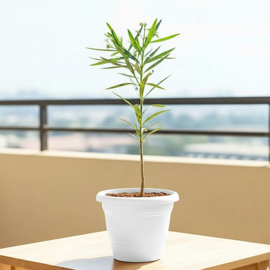 Kaner / Oleander White (~ 2 Ft) in 8 Inch White Classy Plastic Pot