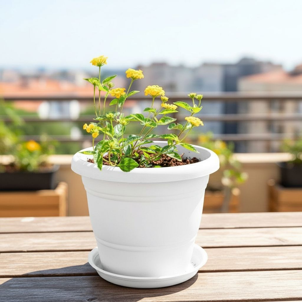 Lantana Yellow in 8 Inch White Classy Plastic Pot with tray