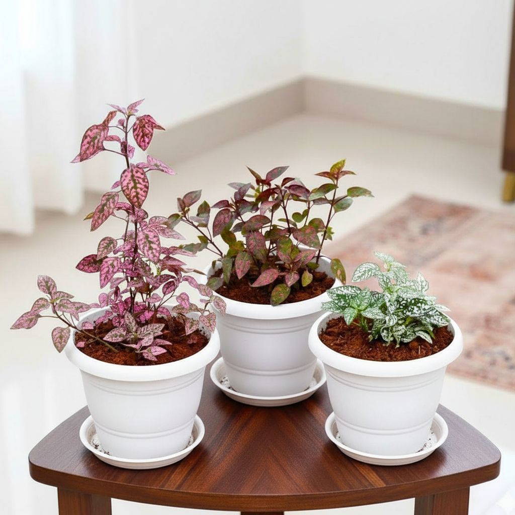 Set of 3 - Polka Dot (Red, Red Mix & Green) in 7 Inch Classy White Plastic Pot with Tray