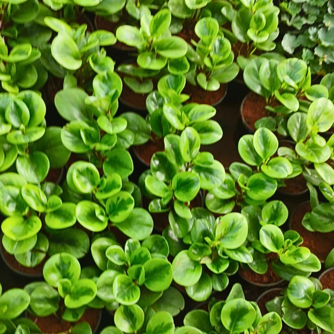 Peperomia Obtusifolia / Baby Rubber Plant in 4 Inch Nursery Pot with Tray