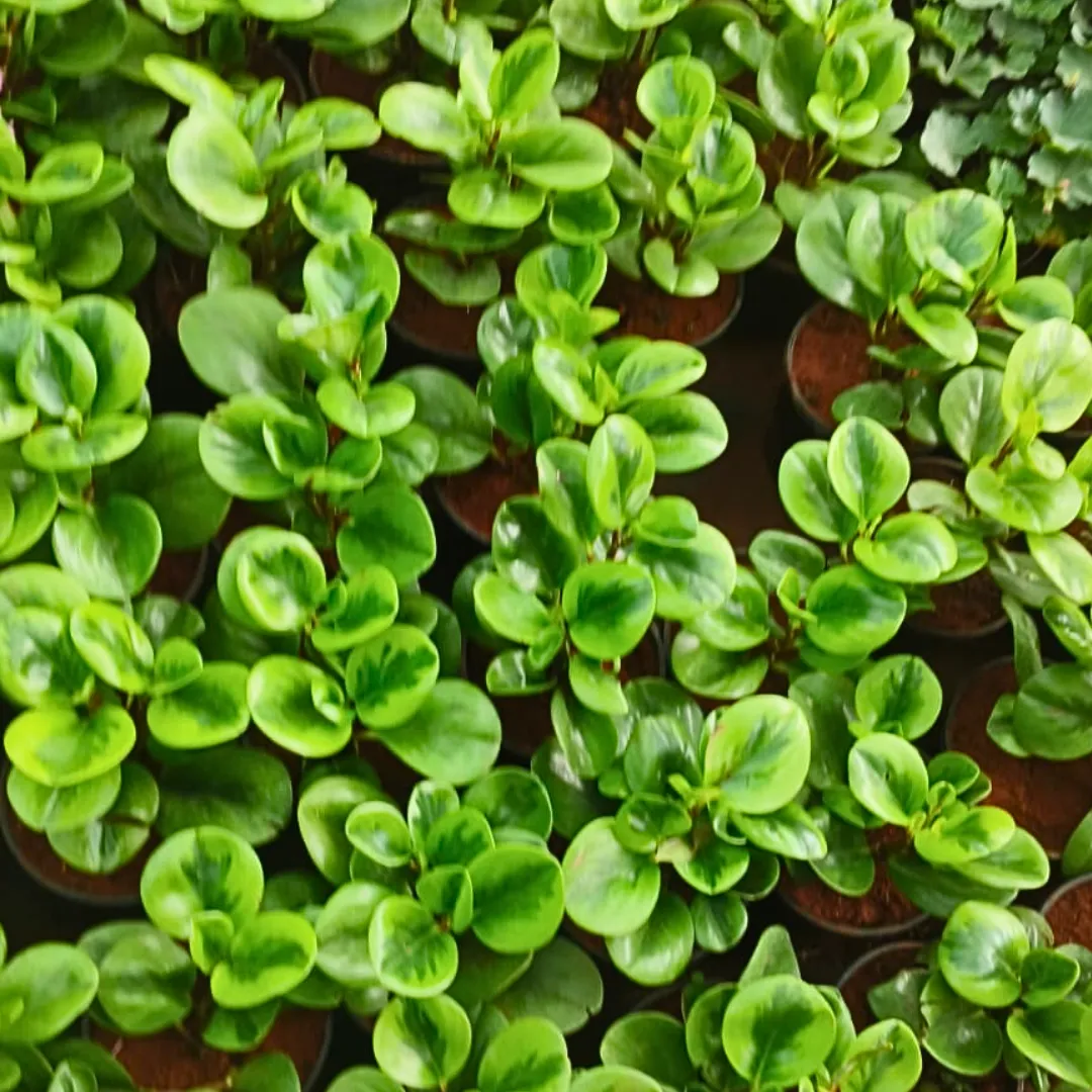 Peperomia Obtusifolia / Baby Rubber Plant in 4 Inch Nursery Pot with Tray
