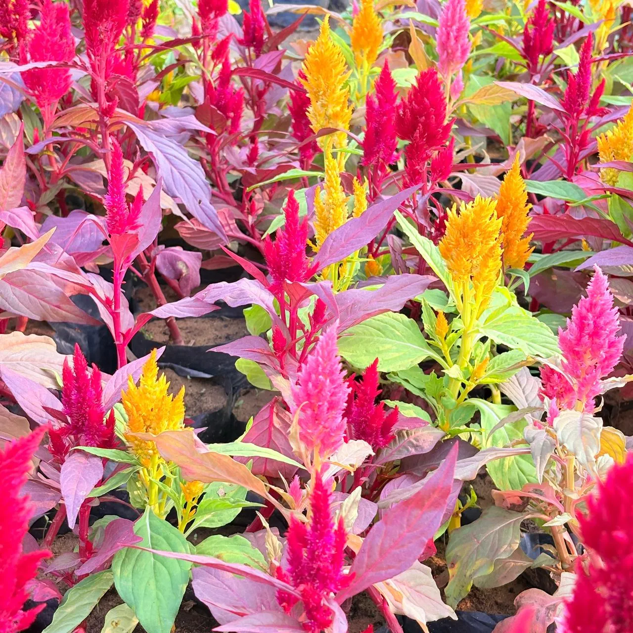 Set of 3 - Celosia (any colour) in 3 Inch Nursery Bag