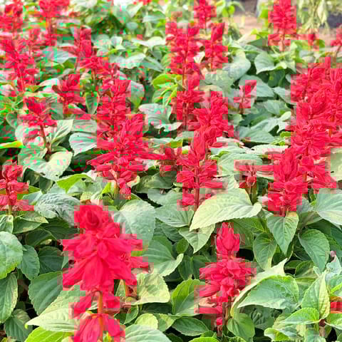 Set of 3 - Salvia (any colour) in 4 Inch Nursery Bag