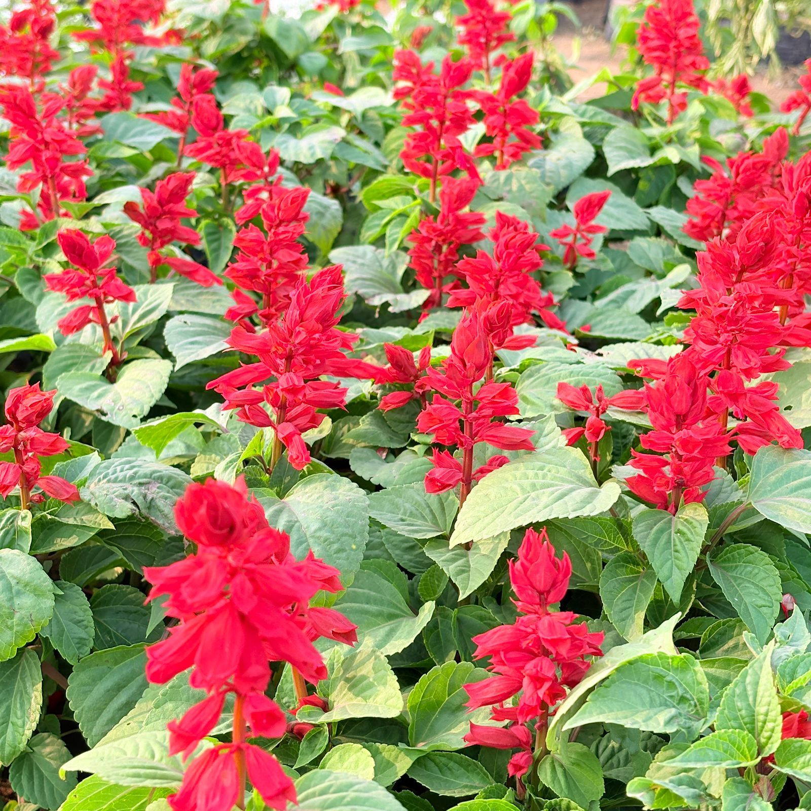 Set of 3 - Salvia (any colour) in 4 Inch Nursery Bag