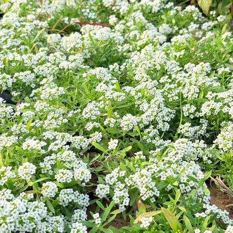 Set of 3 - Alyssum White in 4 Inch Nursery Bag
