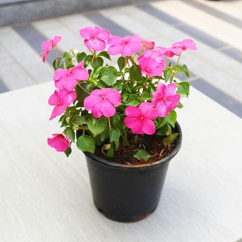 Impatient Balsamina Pink in 5 Inch Nursery Pot
