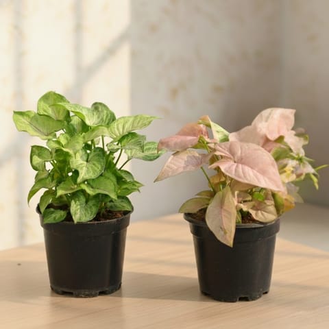 Set of 2 - Syngonium (Pink & Green) in 4 Inch Nursery Pot