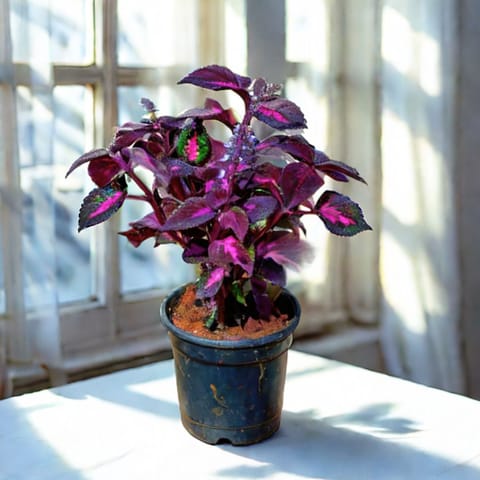 Coleus (Any Colour) in 6 Inch Nursery Pot