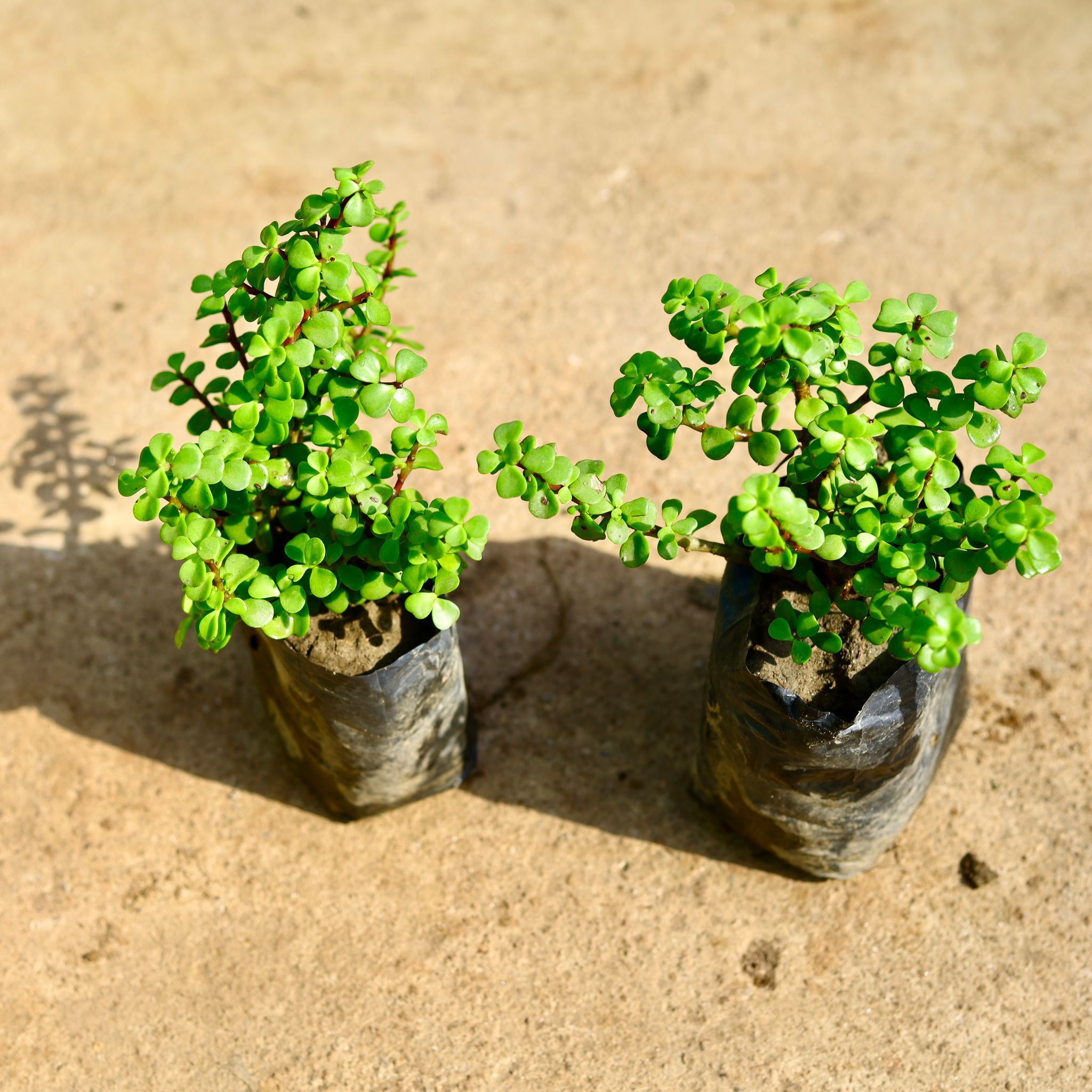 Air Purifying - Set Of 2 - Jade in 4 Inch Nursery Bag