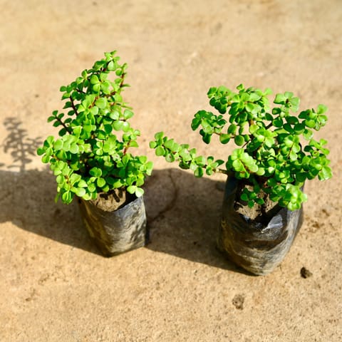 Set Of 2 - Jade in 4 Inch Nursery Bag