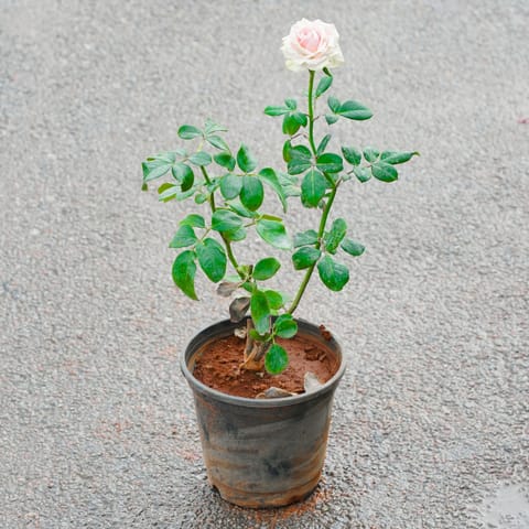 Desi Gulab / Rose (Any Colour) in 6 Inch Nursery Pot
