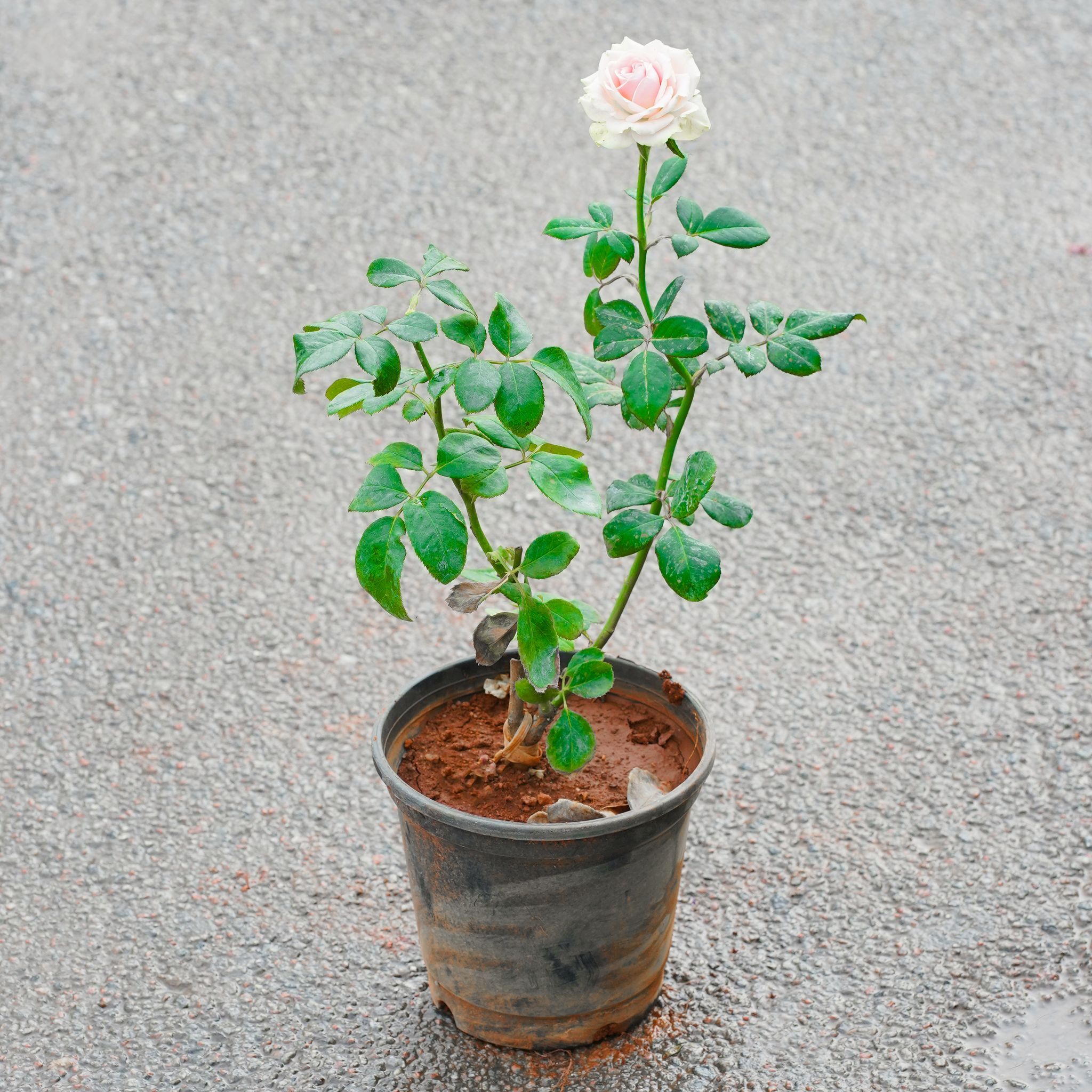 Desi Gulab / Rose (Any Colour) in 6 Inch Nursery Pot