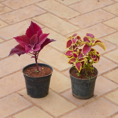 Set of 2 - Coleus (Any Colour) in 4 Inch Nursery Pot