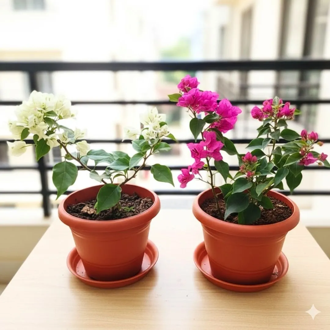 Set of 2 - Bougainvillea (White & Pink) in 7 Inch Red Classy Plastic Pot with Tray