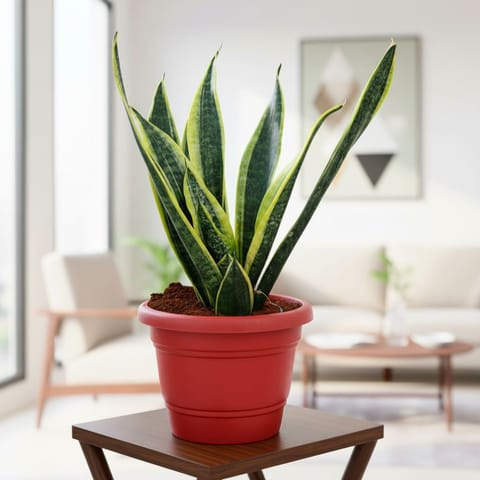 Snake Yellow Long (~ 1 Ft) in 7 Inch Classy Red Plastic Pot