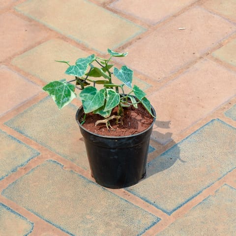 English Ivy Succulent in 4 Inch Nursery Pot