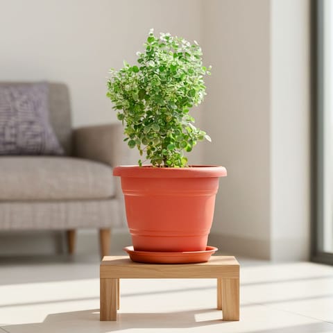 Aralia Bush in 7 Inch Classy Red Plastic Pot with Tray