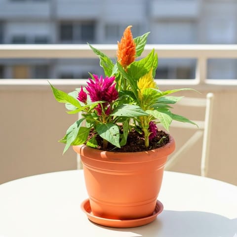 Celosia / Cockscomb Multi colour in 7 Inch Classy Red Plastic Pot with Tray