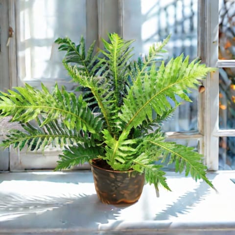 Fern Green in 5 Inch Nursery Pot