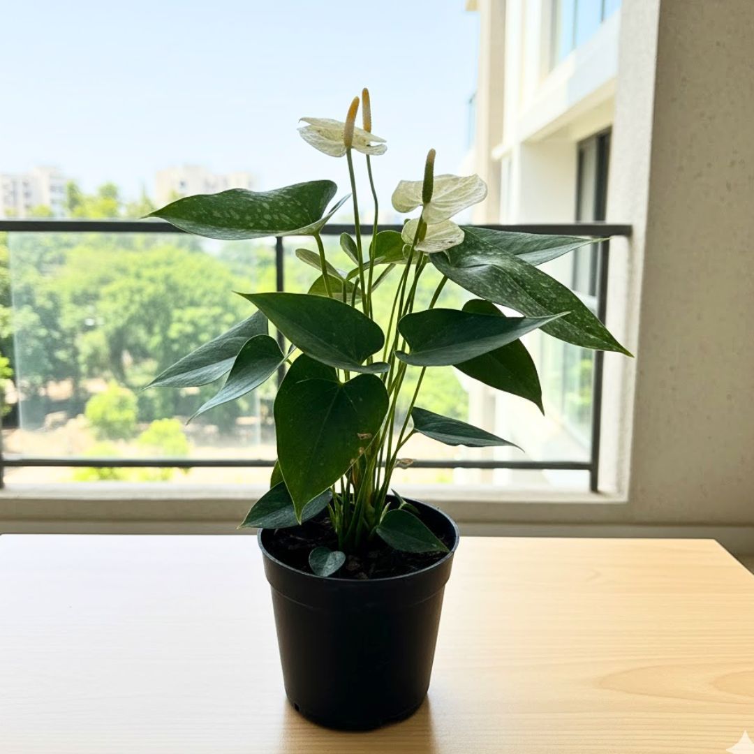 Anthurium White in 5 Inch Nursery Pot