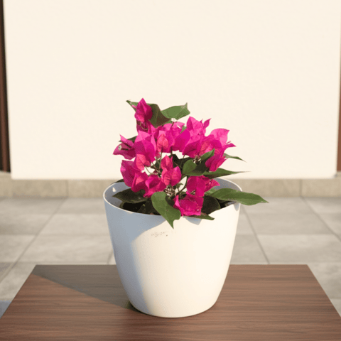 Bougainvillea Pink in 7 Inch Premium Plastic Pot (any colour)