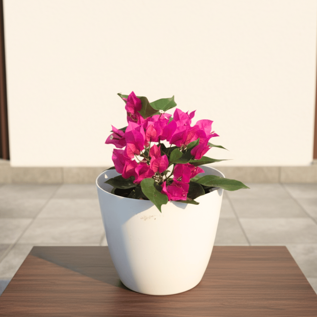 Bougainvillea Pink in 7 Inch Premium Plastic Pot (any colour)
