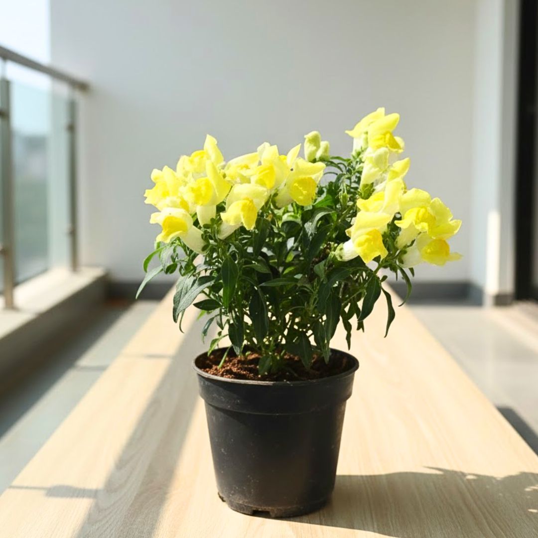 Antirrhinum Majus / Dog plant Yellow in 4 Inch Nursery Pot