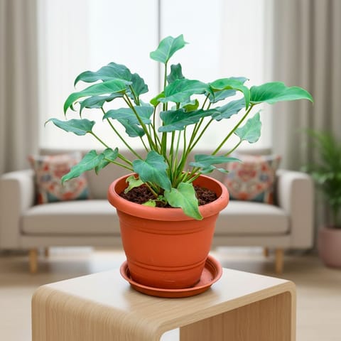 Xanadu Green in 7 Inch Classy Red Plastic Pot with Tray