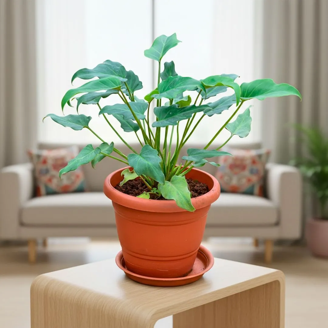 Xanadu Green in 7 Inch Classy Red Plastic Pot with Tray