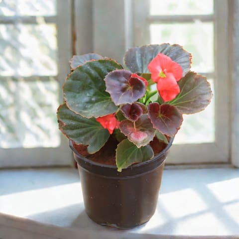 Begonia Red in 4 Inch Nursery Pot