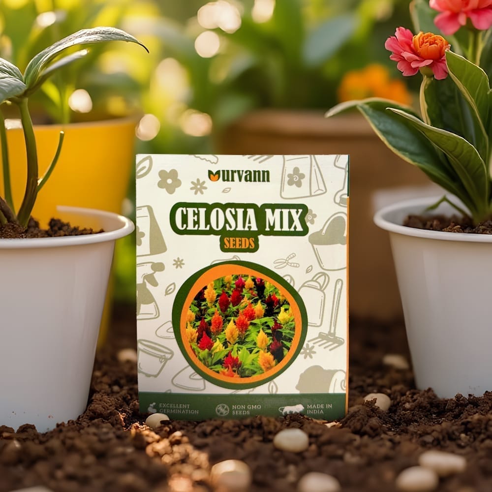 Celosia Mixed Seeds - GMO Free | Excellent Germination | Easy to Grow | Vibrant Blooms
